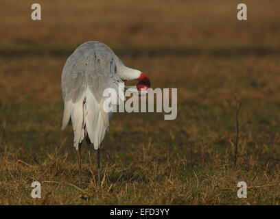 Stilicho Kranich (Grus Antigone) paar in Keoladeo Bharatpur Stockfoto