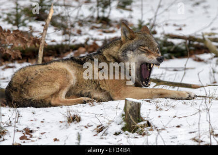 Wolf, Canis Lupus, Stockfoto