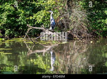 Naturschutzgebiet Heisinger Ruhrauen am Baldeneysee, Essen, Deutschland, eine Zuflucht und Brutstätte für Vögel, Great Blue heron Stockfoto