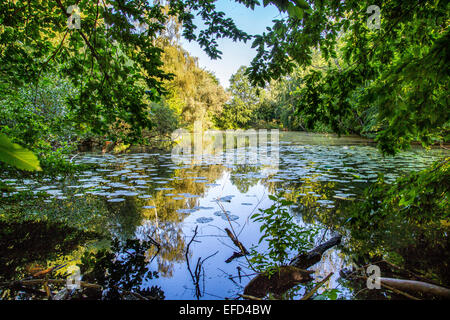 Naturschutzgebiet Heisinger Ruhrauen, am Westufer des Essener Baldeneysee, Zuflucht und Nährboden für viele Arten Stockfoto