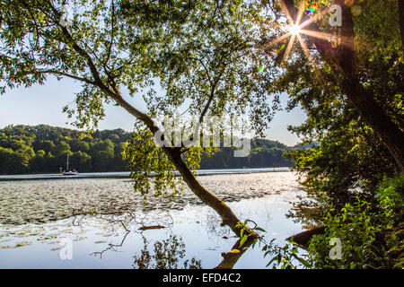 Naturschutzgebiet Heisinger Ruhrauen, am Westufer des Essener Baldeneysee, Zuflucht und Nährboden für viele Arten Stockfoto