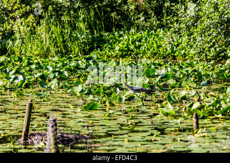 Naturschutzgebiet Heisinger Ruhrauen am Baldeneysee, Essen, Deutschland, eine Zuflucht und Brutstätte für Vögel, Great Blue heron Stockfoto