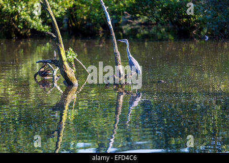 Naturschutzgebiet Heisinger Ruhrauen am Baldeneysee, Essen, Deutschland, eine Zuflucht und Brutstätte für Vögel, Great Blue heron Stockfoto