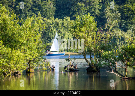 Naturschutzgebiet Heisinger Ruhrauen, am Westufer des Essener Baldeneysee, Zuflucht und Nährboden für viele Arten Stockfoto