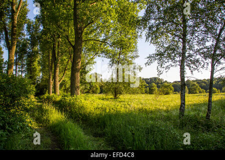 Naturschutzgebiet Heisinger Ruhrauen, am Westufer des Essener Baldeneysee, Zuflucht und Nährboden für viele Arten Stockfoto