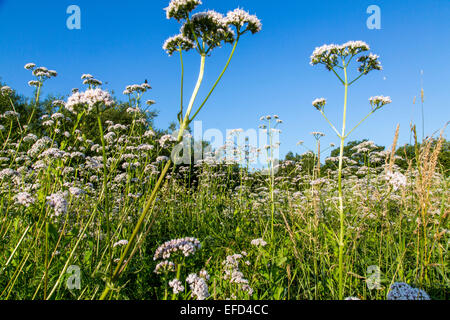 Naturschutzgebiet Heisinger Ruhrauen, am Westufer des Essener Baldeneysee, Zuflucht und Nährboden für viele Arten Stockfoto