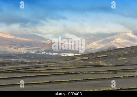 Weinberge auf schwarzem Vulkansand in La Geria Tal, Insel Lanzarote, Kanarische Inseln, Spanien Stockfoto