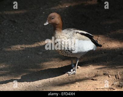 Männliche australische Holz Ente aka Mähne Gans (Chenonetta Jubata) Stockfoto