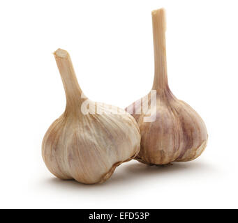 Weiße Knoblauch Zwiebeln auf weißem Hintergrund in Nahaufnahme Stockfoto