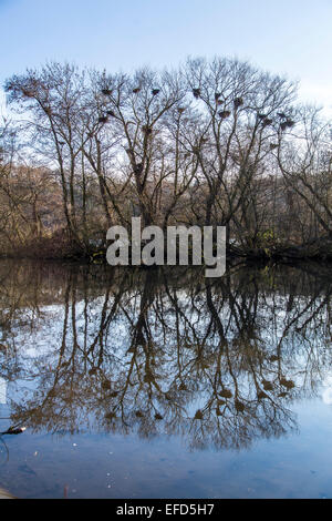 Naturschutzgebiet Heisinger Ruhrauen, am Westufer des Essener Baldeneysee, eine Zuflucht und Nährboden, Graureiher Nester, Stockfoto