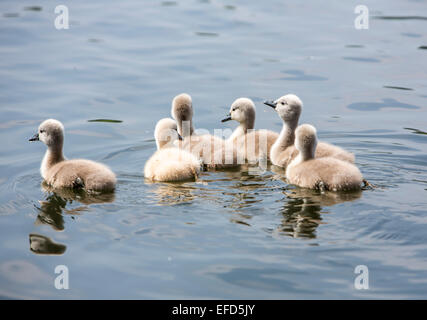 Naturschutzgebiet Heisinger Ruhrauen, am Westufer der Baldeneysee Essen, ein Refugium und Zucht Boden, Höckerschwan, Küken, Stockfoto