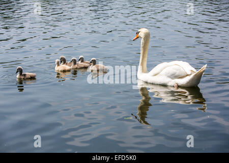 Naturschutzgebiet Heisinger Ruhrauen, am Westufer der Baldeneysee Essen, ein Refugium und Zucht Boden, Höckerschwan, Küken, Stockfoto