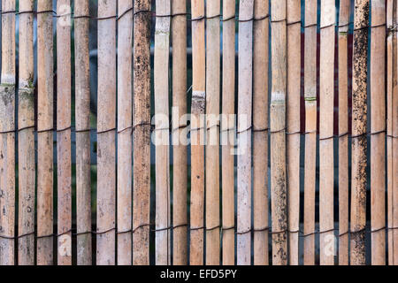 Texturen. Bambus-Bildschirm Fechten. Stockfoto