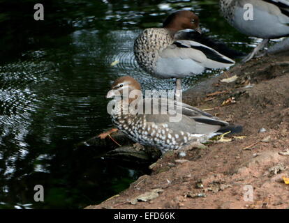 Männliche und weibliche australische Brautente aka Mähne Gans (Chenonetta Jubata) Stockfoto