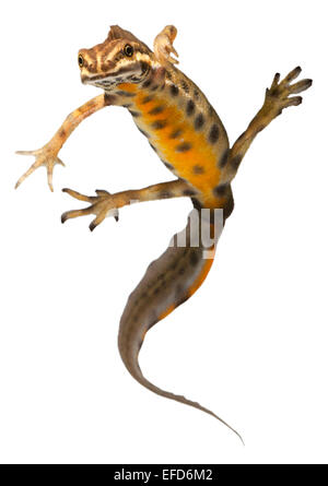 Glatte Newt männlich unter Wasser auf weißem Hintergrund (Triturus Vulgaris) Stockfoto