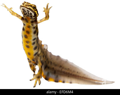 Glatte Newt männlich unter Wasser auf weißem Hintergrund (Triturus Vulgaris) Stockfoto