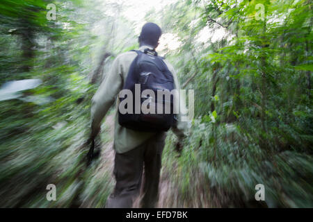 Reiseführer/Tracker ein Spaziergang durch den Regenwald, Schimpansen zu finden. Budongo Forest Reserve, Uganda Januar 2011 Stockfoto