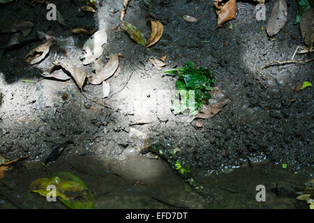 Östlichen gemeinsame Schimpanse "Schwamm" (Blätter der Fotocommunity SP.) für Trinkwasser aus Stream (Pan Troglodytes Schweinfurthii) verwendet Stockfoto