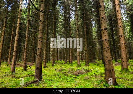 Bäume in Reihen im Forest of Dean Stockfoto