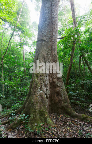 Afrikanisches Mahagoni oder weiß Mahagoni (Khaya Anthotheca) Budongo Forest Reserve, Uganda IUCN Red list - anfällig Stockfoto