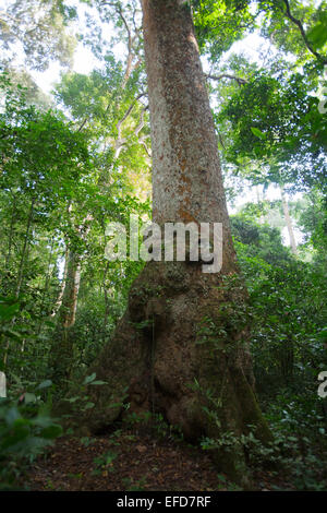 Afrikanisches Mahagoni oder weiß Mahagoni (Khaya Anthotheca) Budongo Forest Reserve, Uganda dieses Exemplar wird geschätzt, dass mehr als 400 Stockfoto