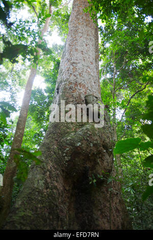 Afrikanisches Mahagoni oder weiß Mahagoni (Khaya Anthotheca) Budongo Forest Reserve, Uganda Stockfoto