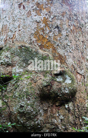 Afrikanisches Mahagoni oder weiß Mahagoni (Khaya Anthotheca) Budongo Forest Reserve, Uganda etwa 400 Jahre alt Stockfoto