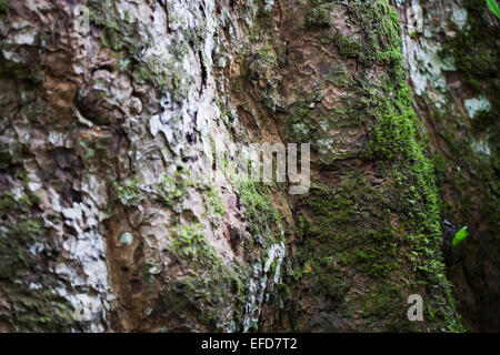 East African Mahagoni oder weiß Mahagoni (Khaya Anthotheca) Budongo Forest Reserve, Uganda Stockfoto