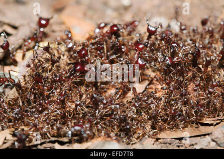 Safari, Armee oder Treiber Ameisen marschieren Spalte auf der Suche nach Nahrung (Dorylus sp.) Budongo Forest Reserve, Uganda Januar 2011 Stockfoto