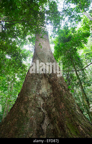 Afrikanische Zeder oder Budongo schweren Mahagoni (Entandrophragama utile) Budongo Forest Reserve, Uganda IUCN Red list - anfällig. Stockfoto