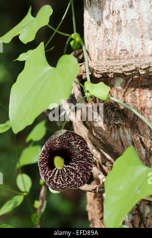 Dutchman's Pipe (Aristolochia sp.) Budongo Forest Reserve, Uganda Heilpflanze: in Uganda verwendet, um zu heilen Malaria und Schlange beißen Stockfoto