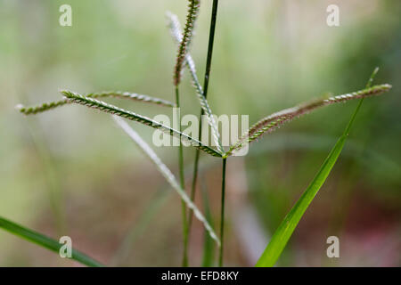 Wilde Fingerhirse (Eleusine Indica), auch bekannt als indische Klettenlabkraut, Wiregrass, Crowfootgrass Heilpflanze: verwendet in Uganda Stockfoto