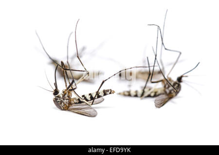 Nahaufnahme der Gruppe Aedes Albopictus tot (Stegomyia Albopicta), auch bekannt als (asiatische) Tigermücke oder Wald Moskito isoliert auf Stockfoto