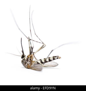 Aedes Albopictus tot (Stegomyia Albopicta), auch bekannt als (asiatische) Tigermücke oder Wald Moskito isoliert auf weiss hautnah Stockfoto