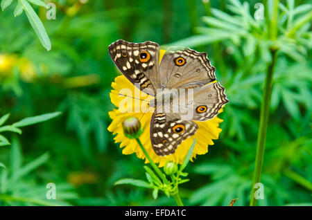 Draufsicht Junonia Lemonias oder Zitrone Stiefmütterchen ganz nah, es ist Brauner Schmetterling mit großen "Auge" Flecken auf den Flügeln Stockfoto