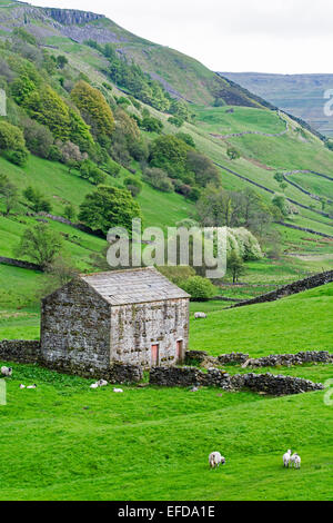 Traditionelle Scheune über Thwaite im Swaledale, im Frühjahr, mit Schafe und Lämmer im Feld. North Yorkshire, Großbritannien Stockfoto