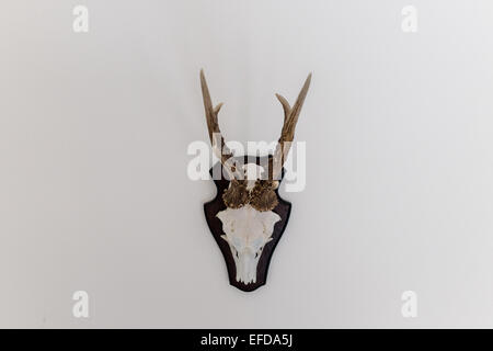 Hirsch Kopf Schädel mit Geweih Stockfoto