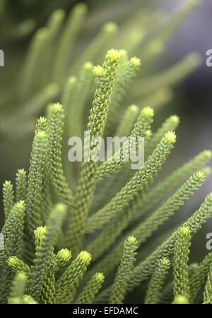 Schöne Pflanzen und Sträucher sind nah oben fotografiert. Stockfoto