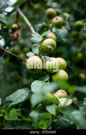 Apfelbaum Stockfoto