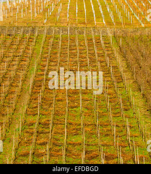 Bild zeigt die Weinberge von Deutschland Stockfoto