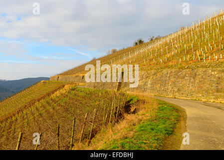 Bild zeigt die Weinberge von Deutschland Stockfoto