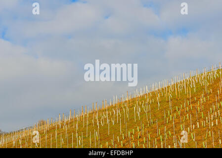 Bild zeigt die Weinberge von Deutschland Stockfoto