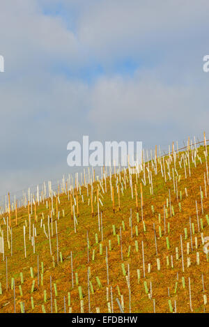 Bild zeigt die Weinberge von Deutschland Stockfoto