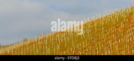 Bild zeigt die Weinberge von Deutschland Stockfoto