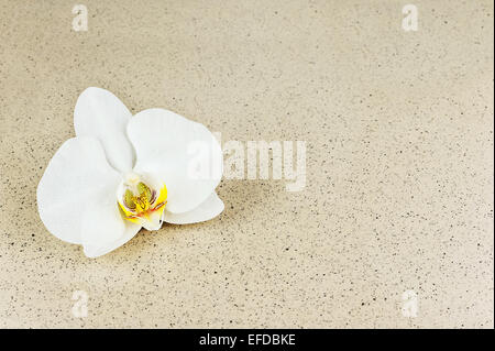 Weiße Orchidee Blume mit Spritzwasser auf beigen Hintergrund. Selektiven Fokus. Stockfoto