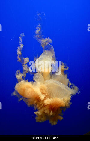 Eigelb Qualle oder Phacellophora Camtschatica im aquarium Stockfoto