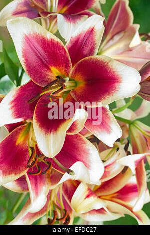 burgundischen Lilien Blumen in einem Garten hautnah Stockfoto