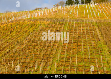 Bild zeigt die Weinberge von Rheinland-Pfalz in Deutschland Stockfoto