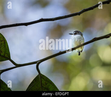 Winzige schwarz begrenzt Pygmy Tyrant Myiornis Atricapillus in den Schatten gestellt von Regenwald fährt, um Sarapiqui Costa Rica Stockfoto