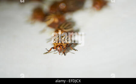 gestreiften Colorado Bug kriechen und viele Insekten dahinter Stockfoto